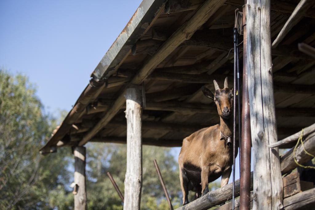 Agriturismo Da Attilio กันโนบีโอ ภายนอก รูปภาพ