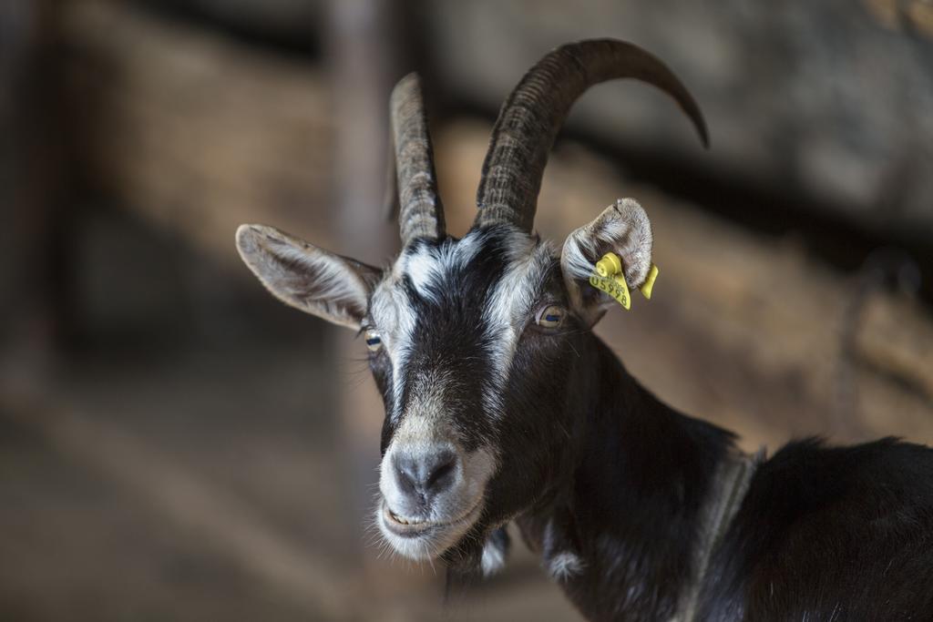 Agriturismo Da Attilio กันโนบีโอ ภายนอก รูปภาพ