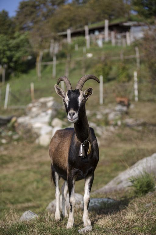 Agriturismo Da Attilio กันโนบีโอ ภายนอก รูปภาพ